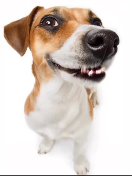 Maya with her red bandana