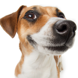 Maya the smiling Jack Russell Terrier